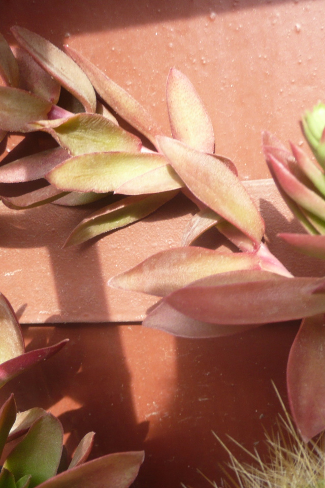 Цветы эхеверия (эчеверия) 