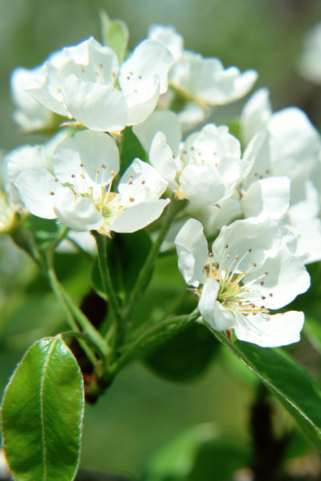 Цветки фруктового дерева