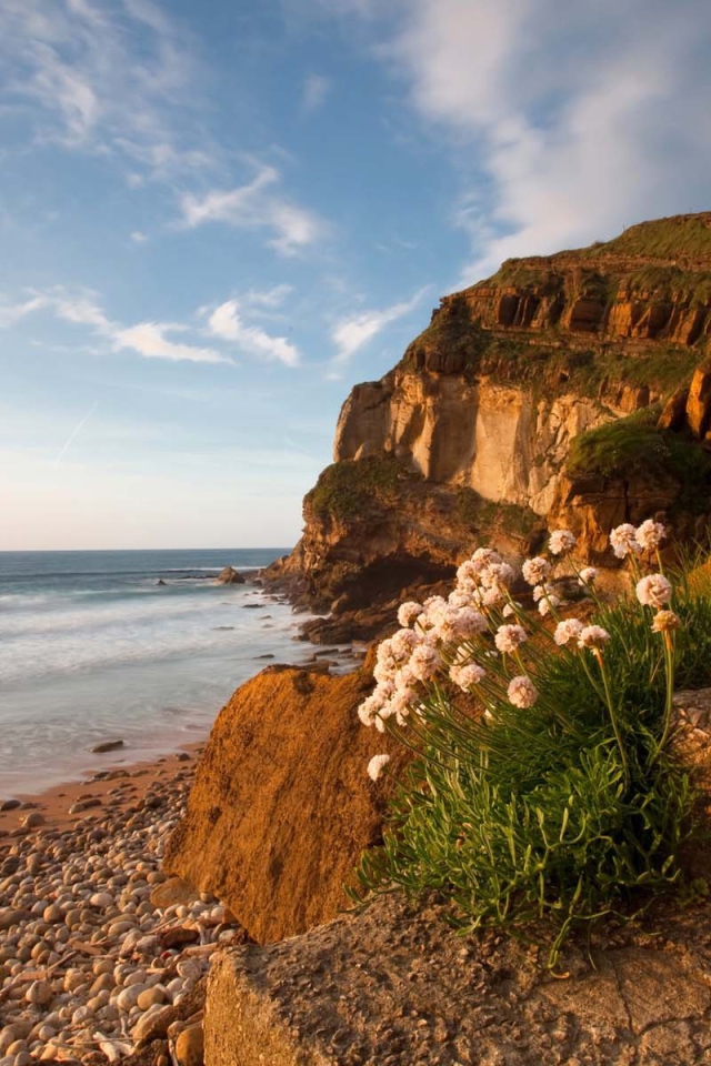 Цветы растут на камнях