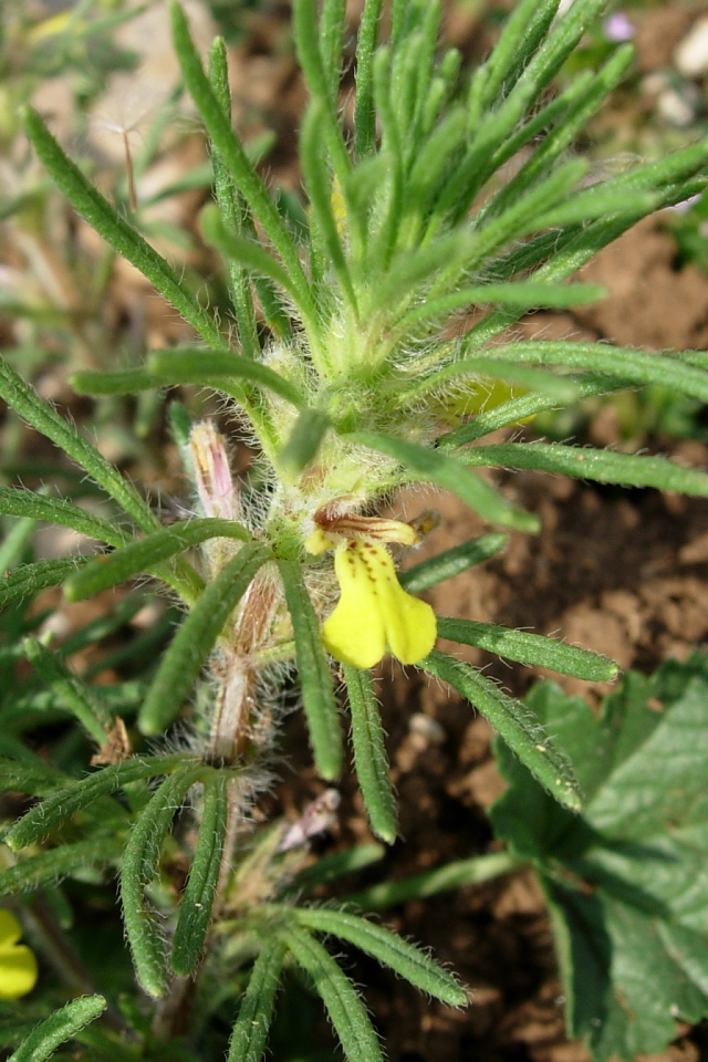 Выращивание цветов аюга в саду