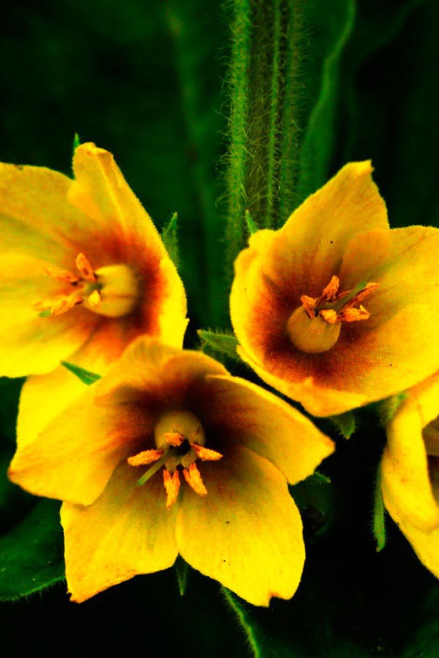 Выращивание цветов колокольчик в саду