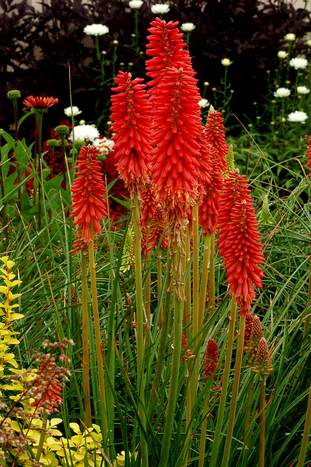 Выращивание цветов кникофия в саду