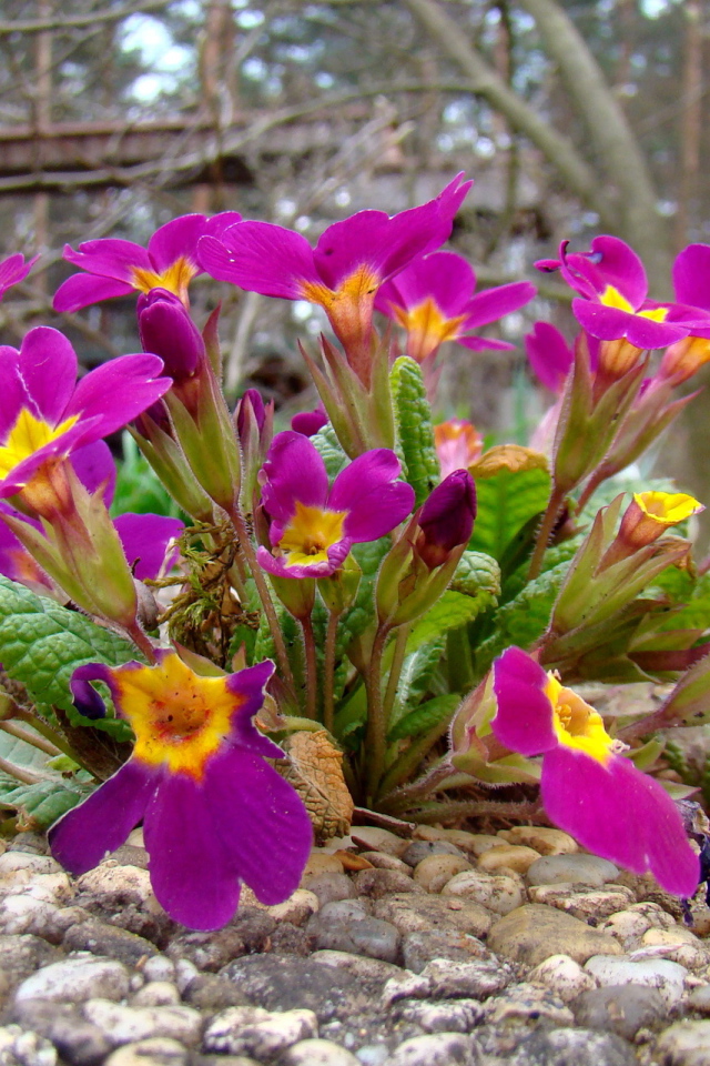 Выращивание цветов примула в саду