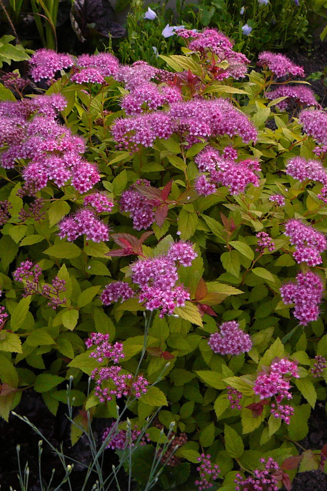 Выращивание цветов спирея в саду