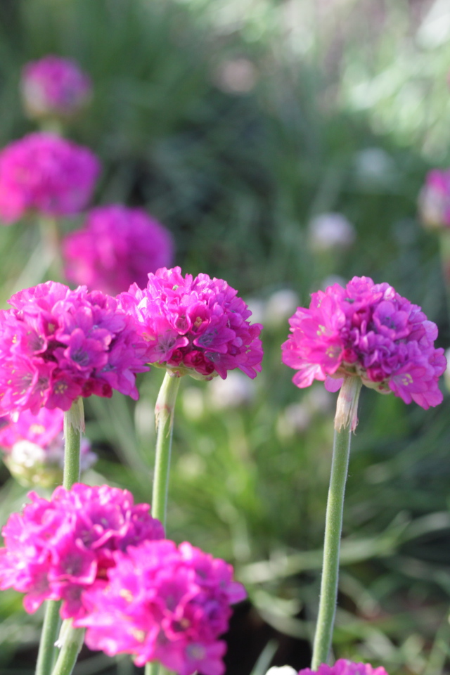 Выращивание цветов армерия в саду