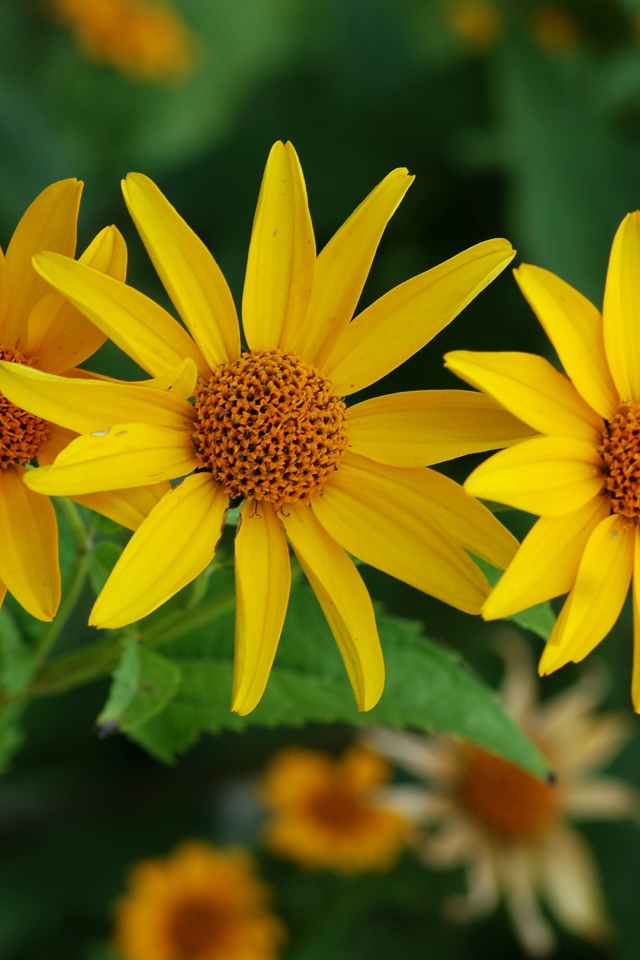 Выращивание цветов венидиум в саду