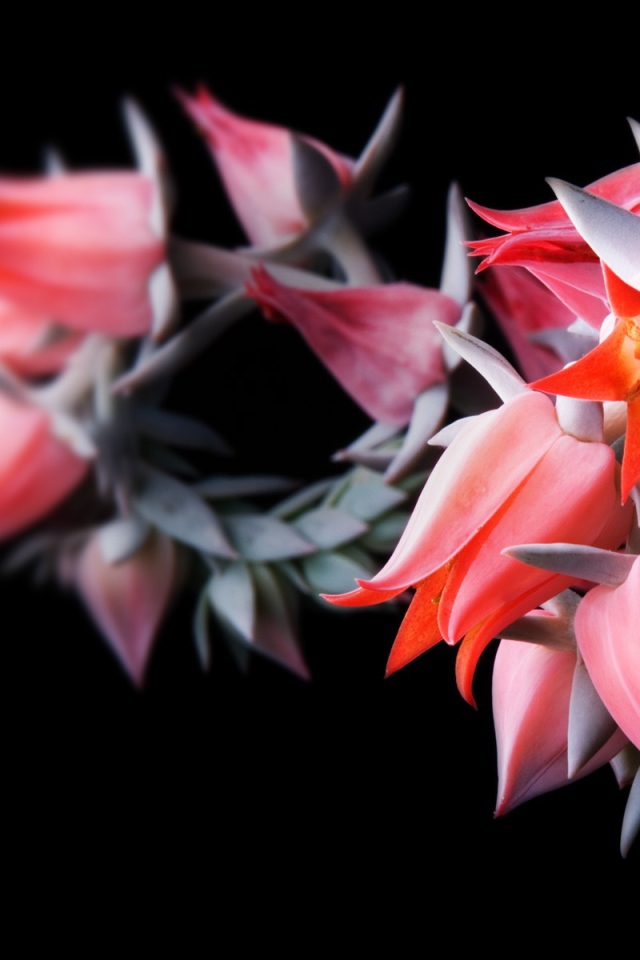 Цветы в черном