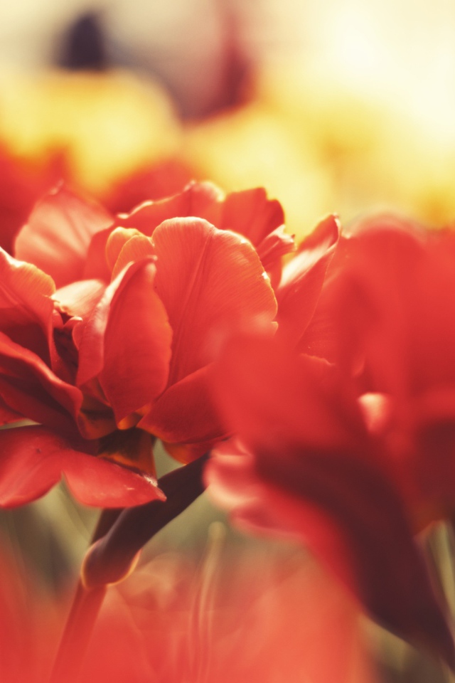 Цветы вблизи