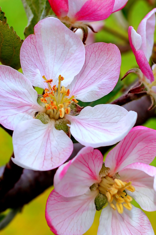 Цветы на ветке