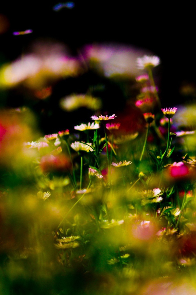 Цветы на фоне бликов