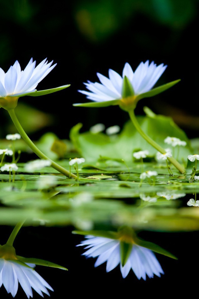 Цветы на воде