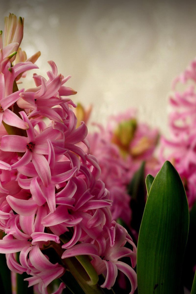 Цветы розовые гиацинты расцвели