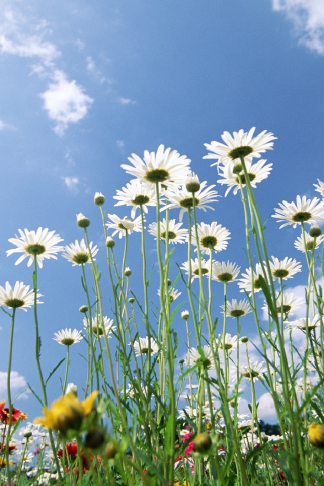 Цветы на фоне неба