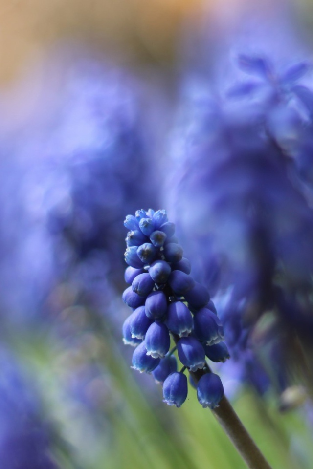 Цветы кисточкой