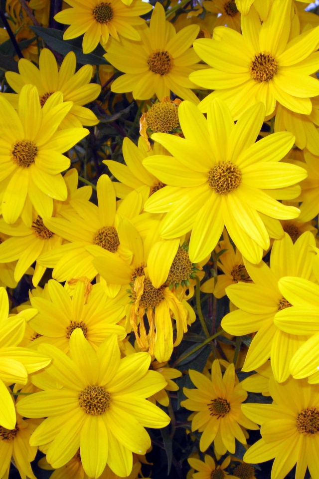 Цветы венидиум на дачном участке