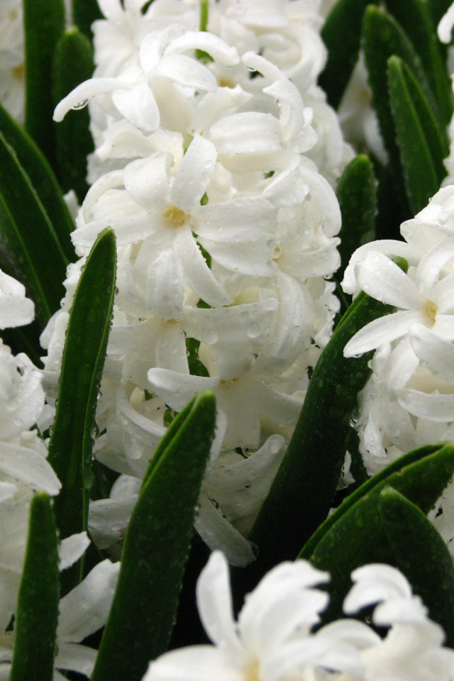 Цветы белые гиацинты