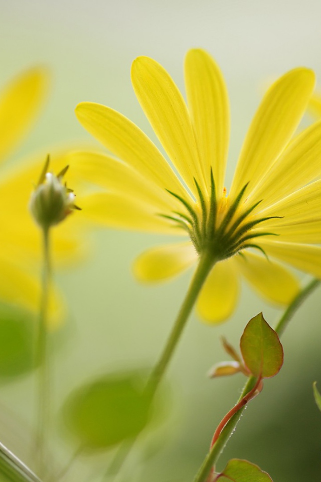 Цветы с длинными лепестками