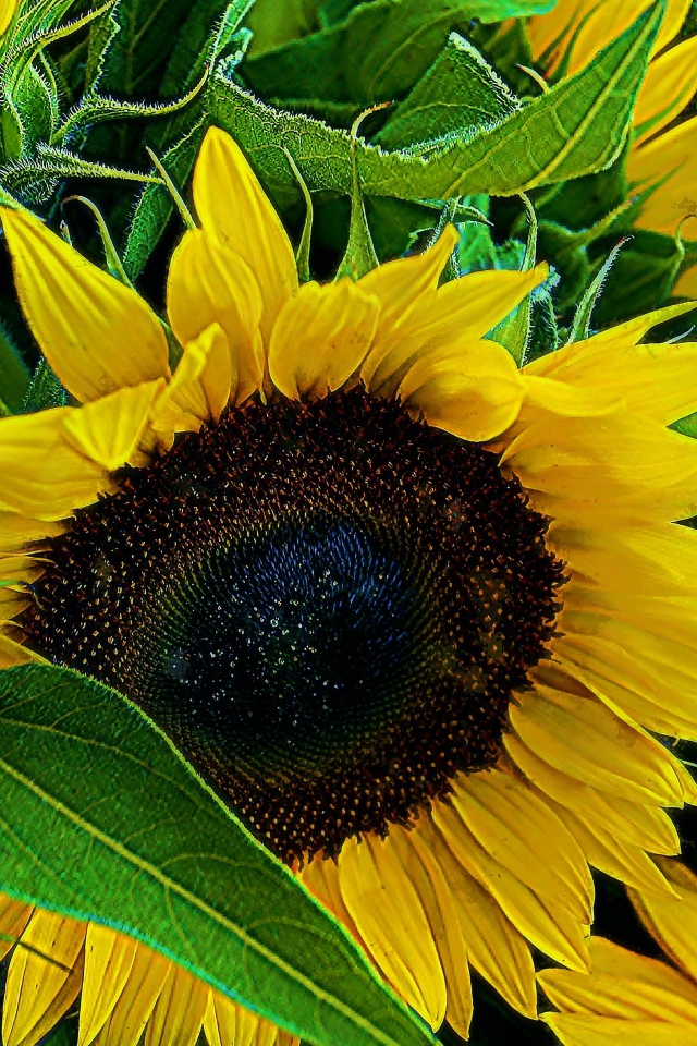 Цветы молодого подсолнуха