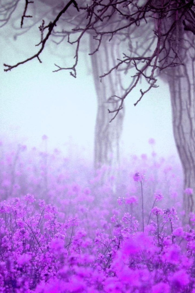 Лесные цветы