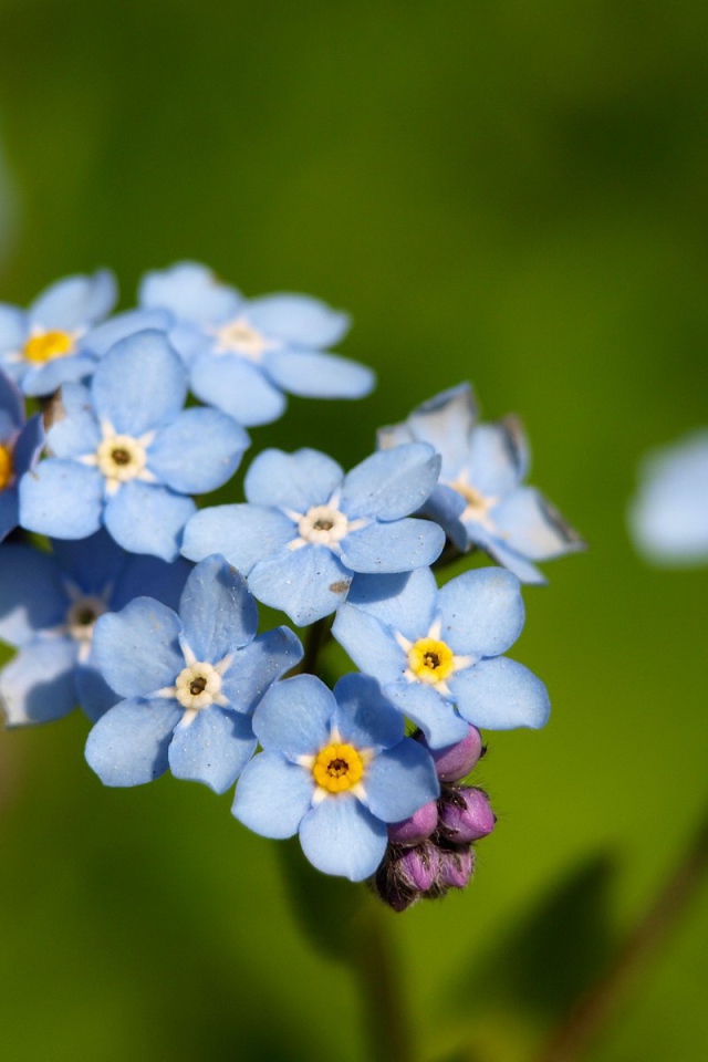 Красивые незабудки расцвели в саду