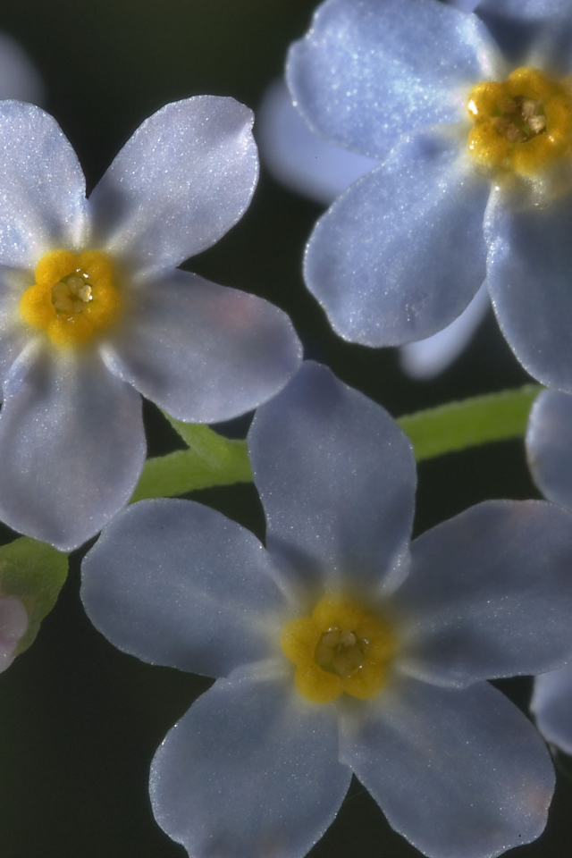 Forget-me-beautiful flowers