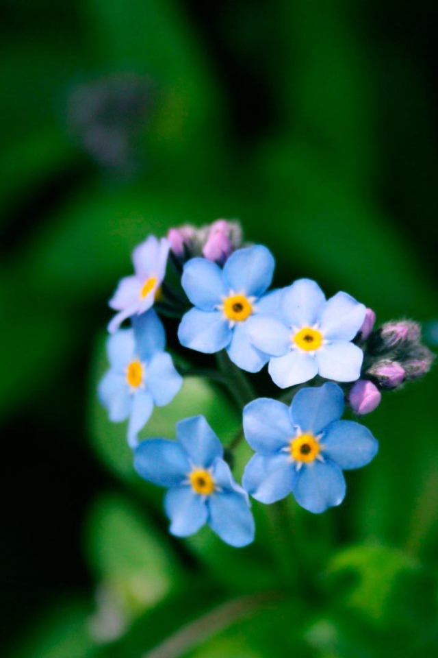 Цветы незабудки в лесу