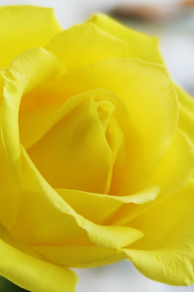 Ароматная жёлтая роза