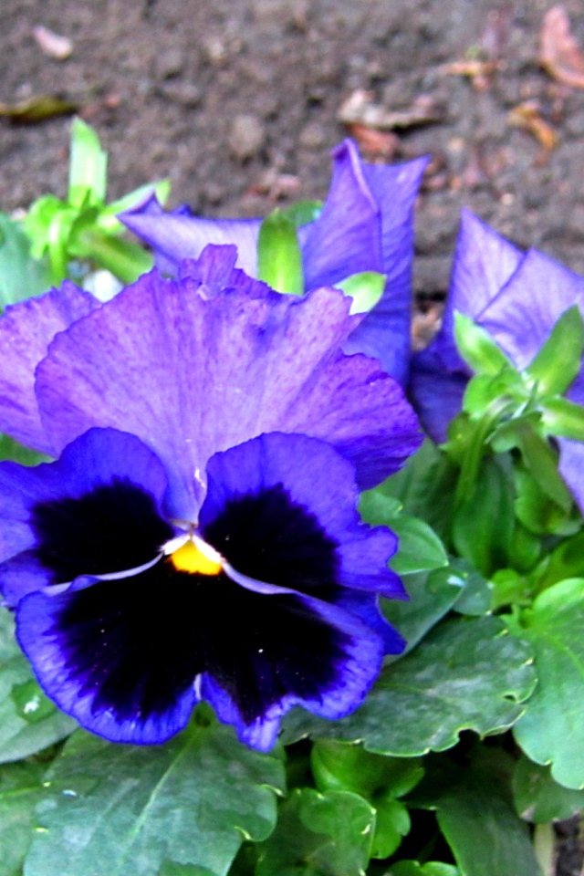 Живые цветы анютины глазки зацвели за домом