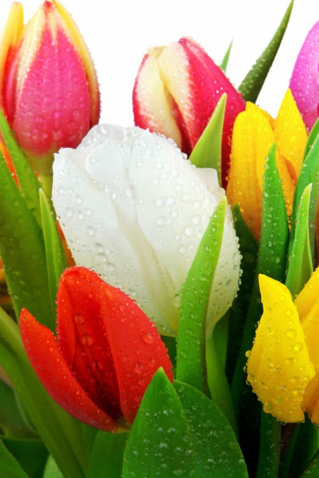 Свежие тюльпаны