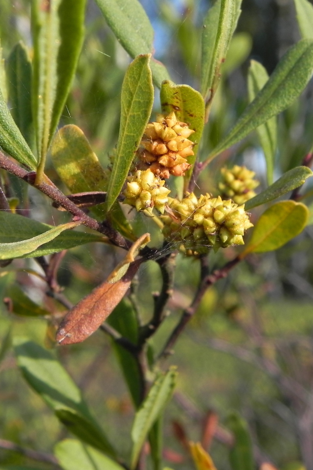 Растение восковник на клумбе в саду