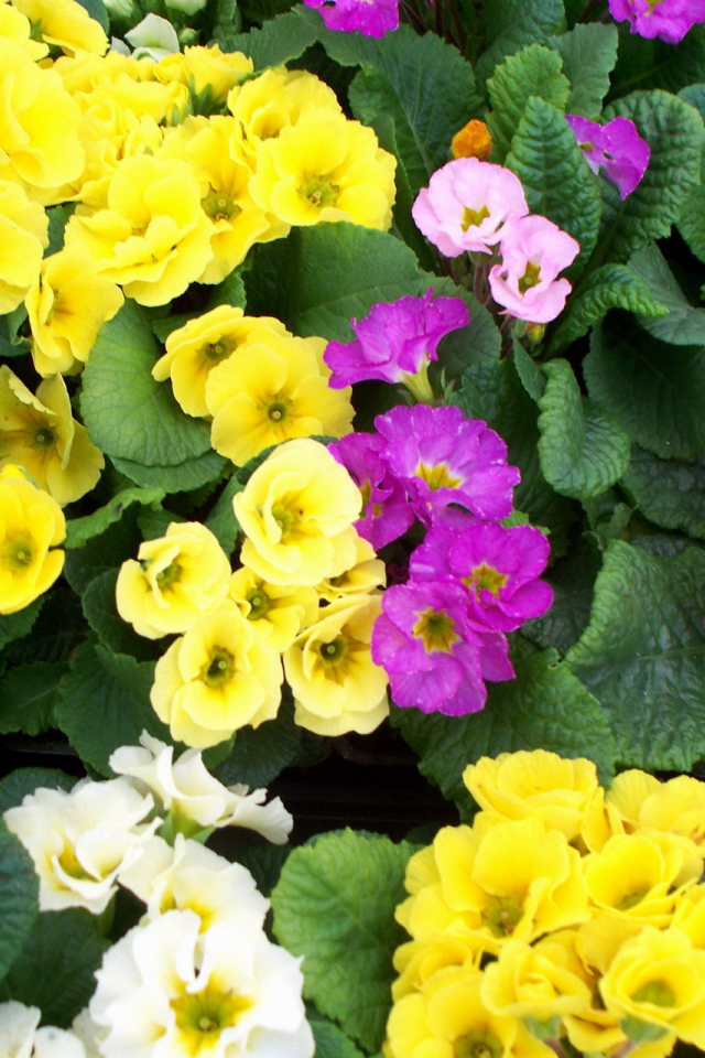 Садовые цветы примула на дачном участке