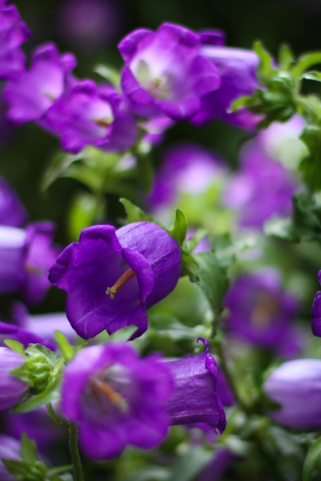 Садовые колокольчики