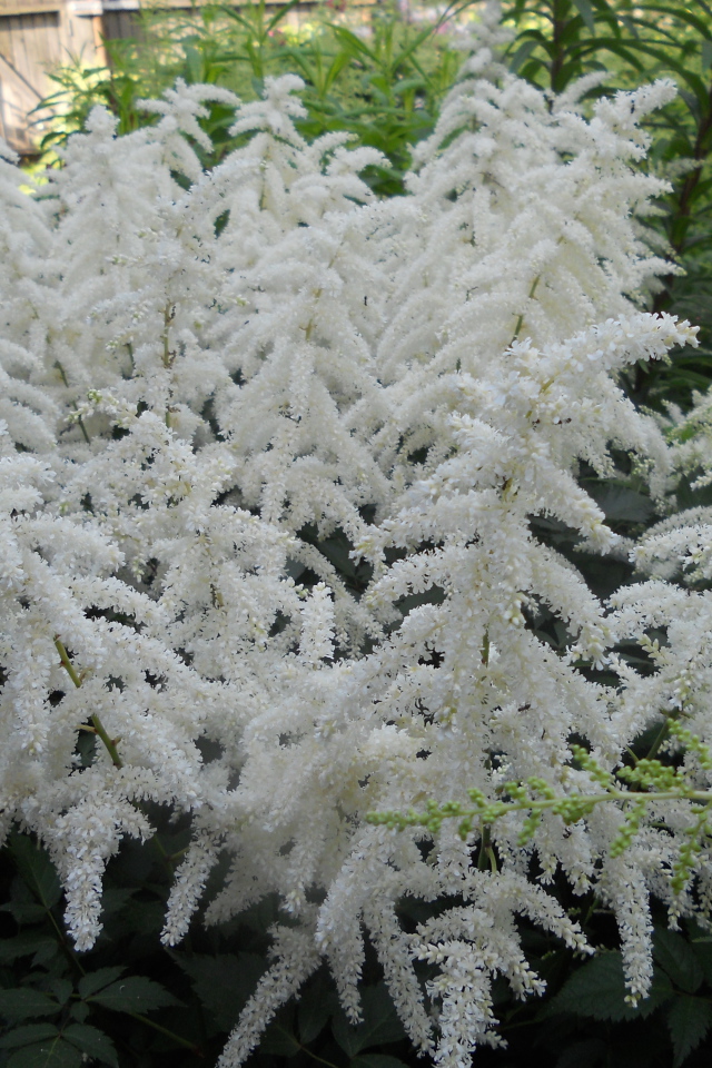 Садовые цветы астильба на дачном участке