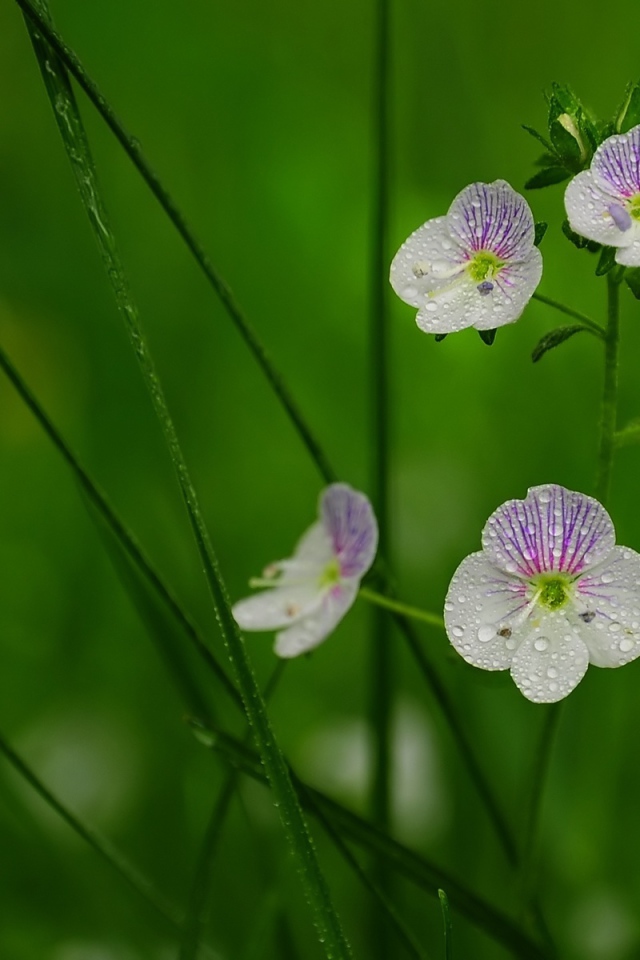 Садовые цветы вероника на дачном участке