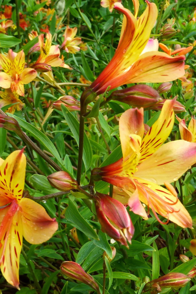 Садовые цветы альстремерия на дачном участке