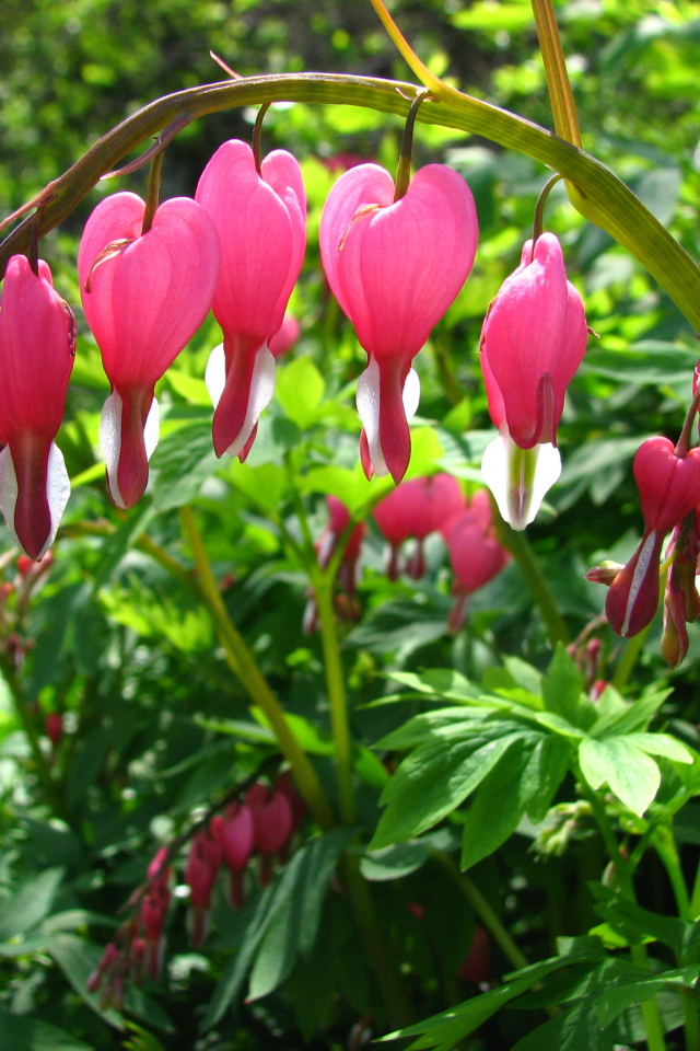 Садовые цветы дицентра на дачном участке