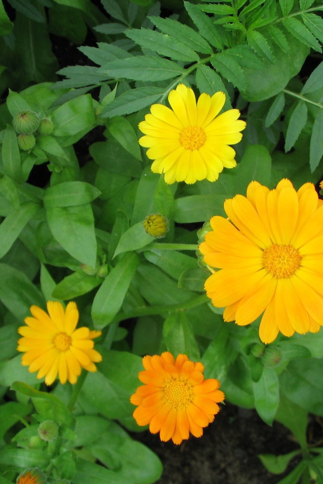 Садовые цветы календула на дачном участке