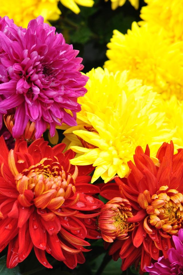 Садовые цветы хризантема на дачном участке