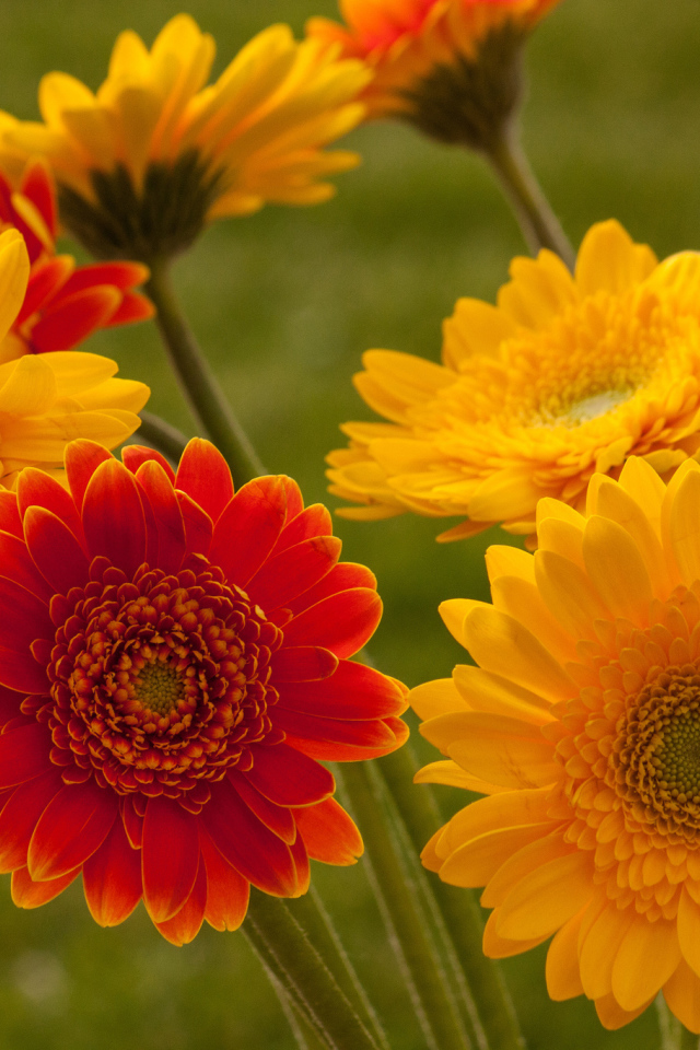 Садовые цветы гербера на дачном участке