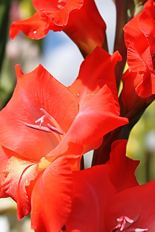 Садовые цветы гладиолус на дачном участке