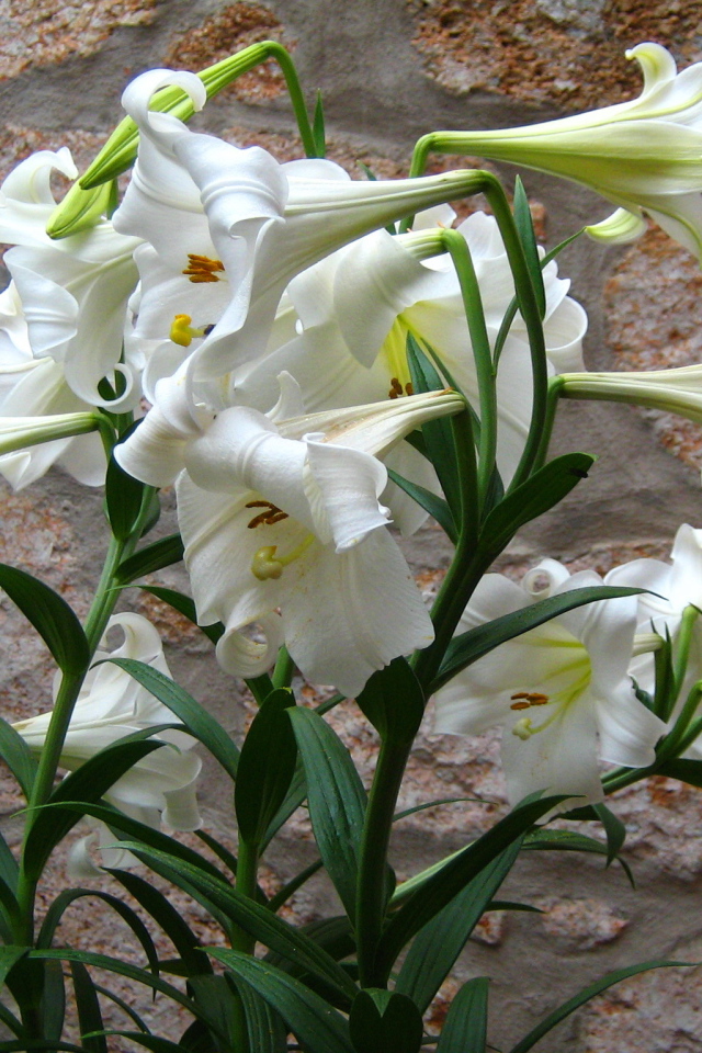 Садовые цветы лилия на дачном участке