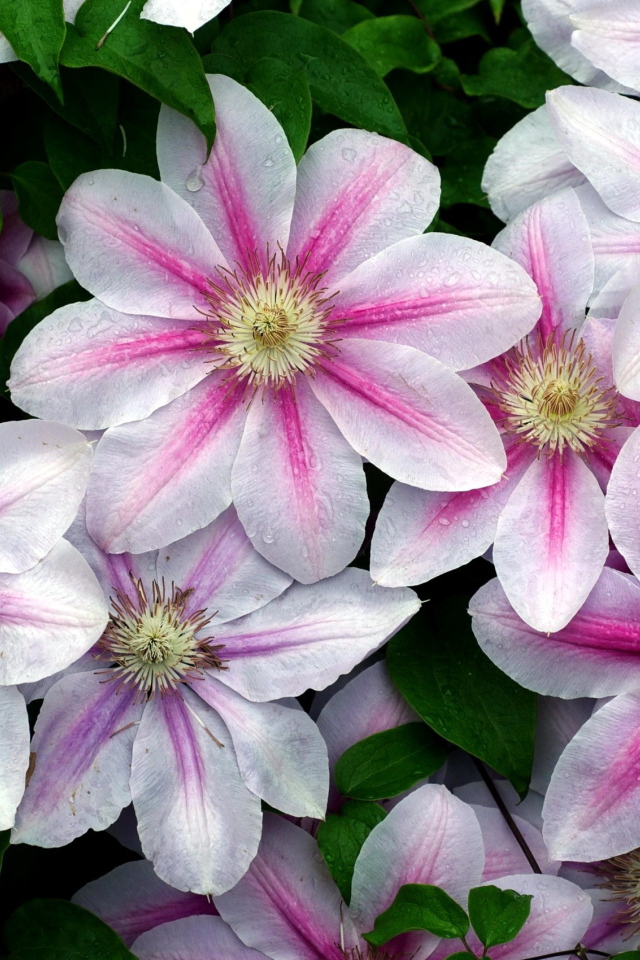 Садовые цветы клематис на дачном участке