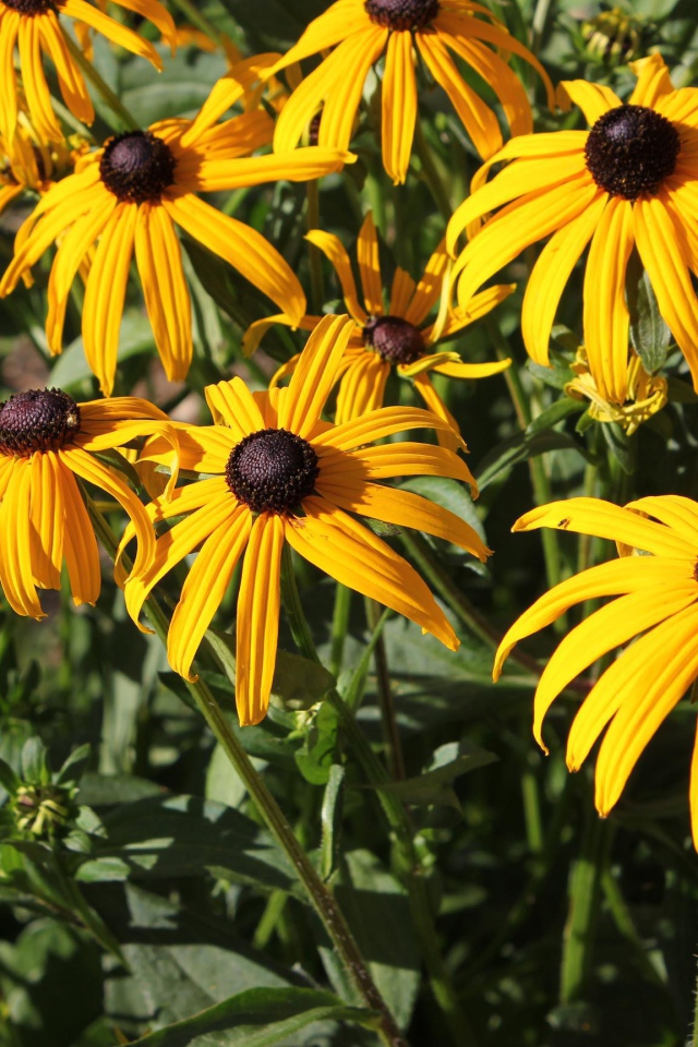 Садовые цветы рудбекия на дачном участке