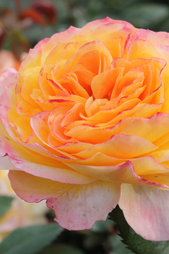 Садовые цветы кустарниковые розы на дачном участке