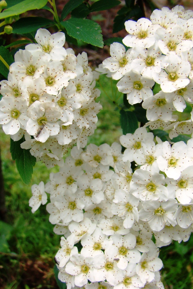 Садовые цветы спирея на дачном участке