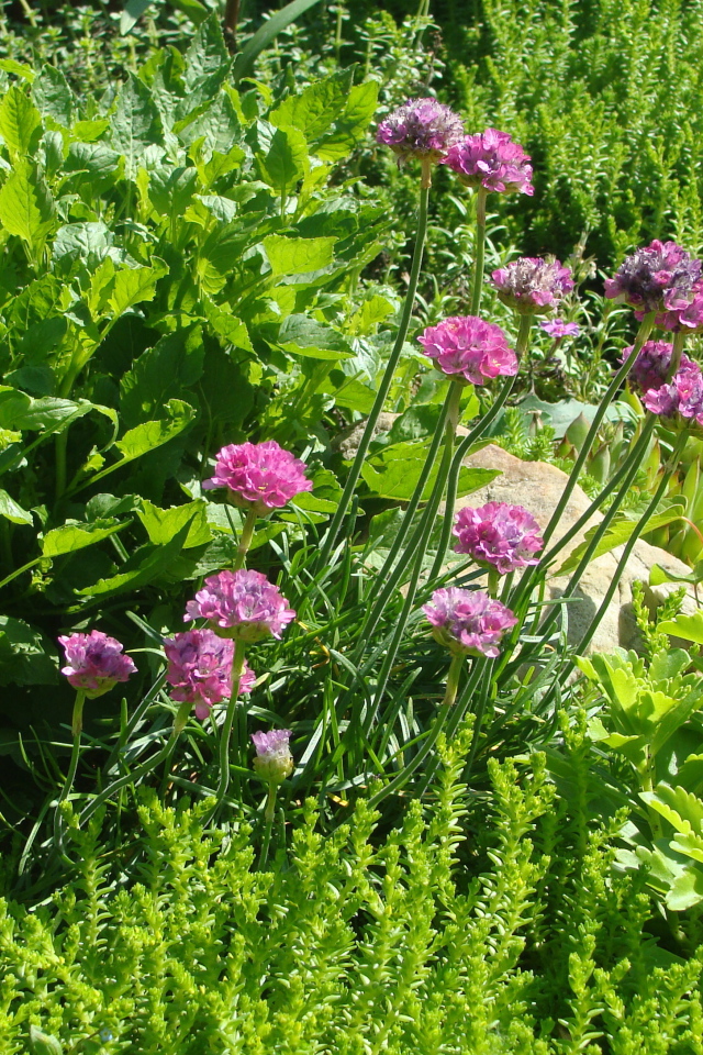 Садовые цветы армерия на дачном участке