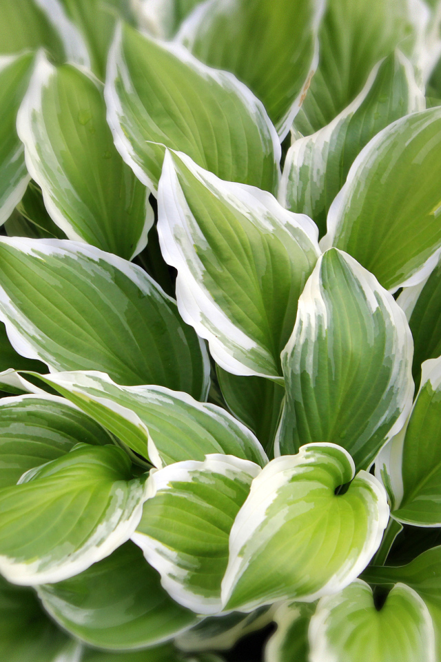 Садовое растение хоста на дачном участке