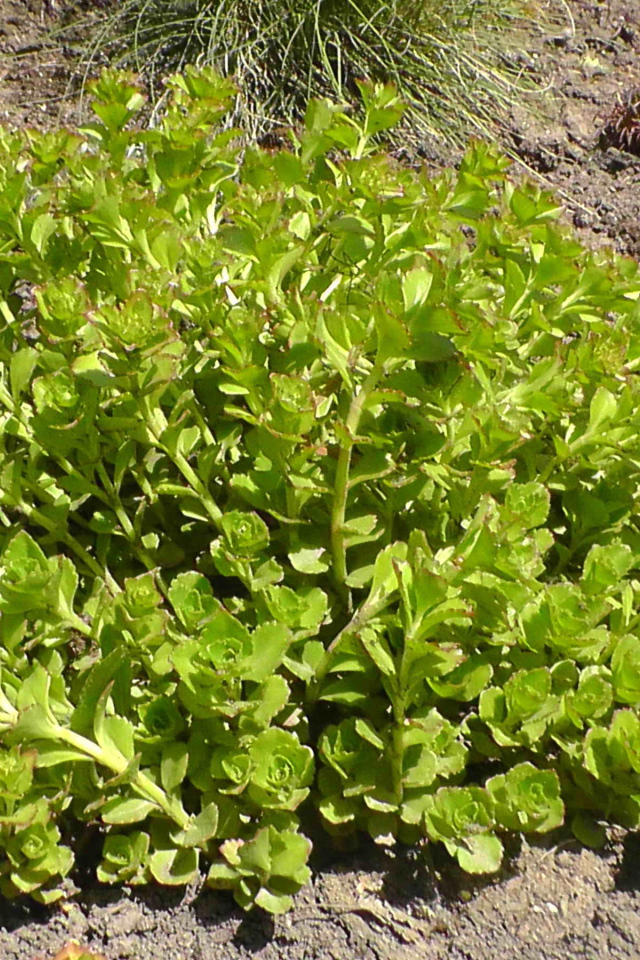 Садовое растение седум на дачном участке