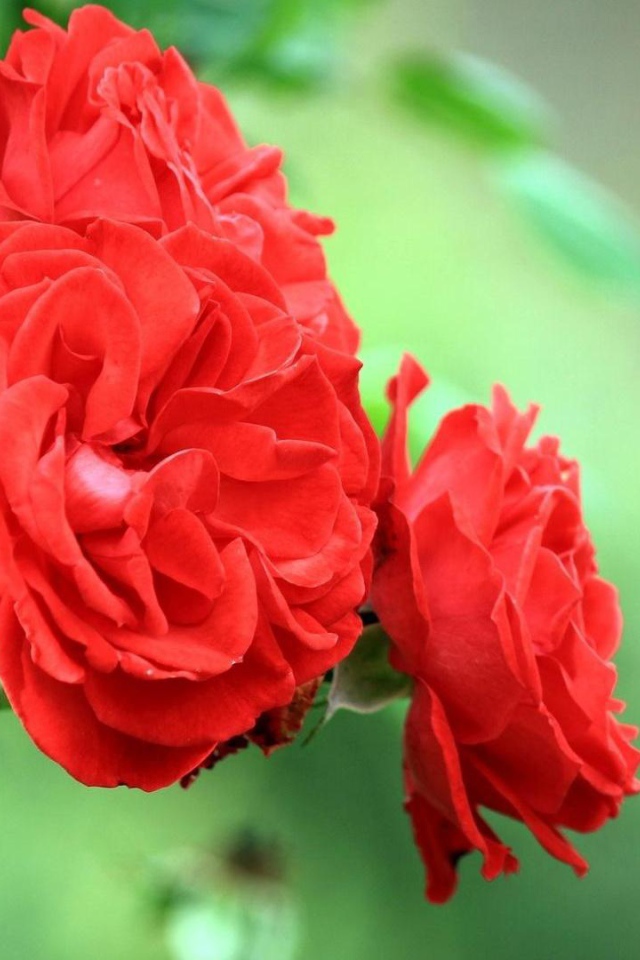 Садовые красные розы на фоне зелени