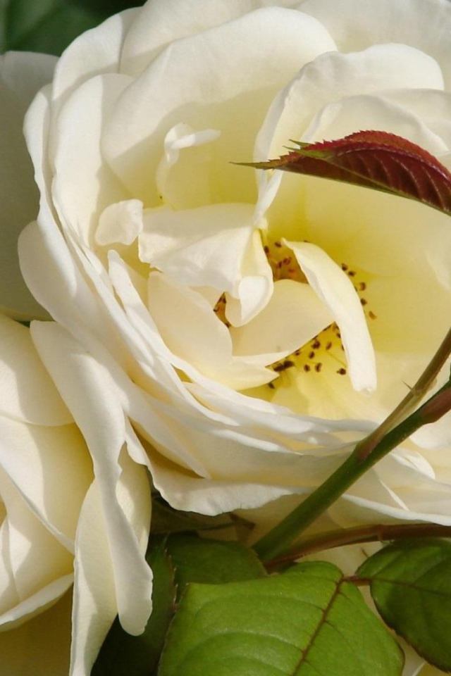 Садовые белые розы расцвели